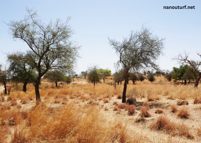 météo bobo-dioulasso