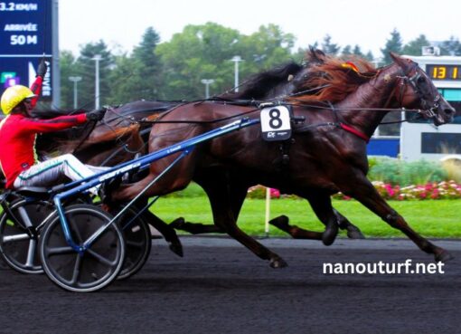 Cheval DE Base Prono