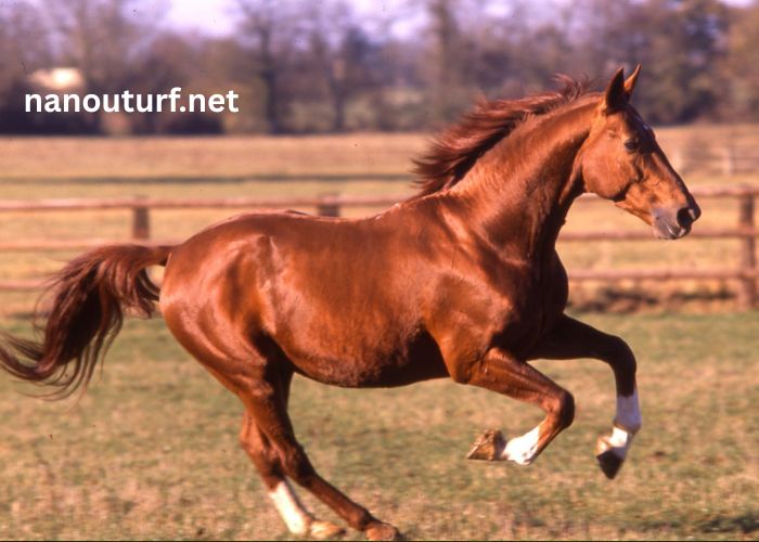 Cheval en OR (3)
