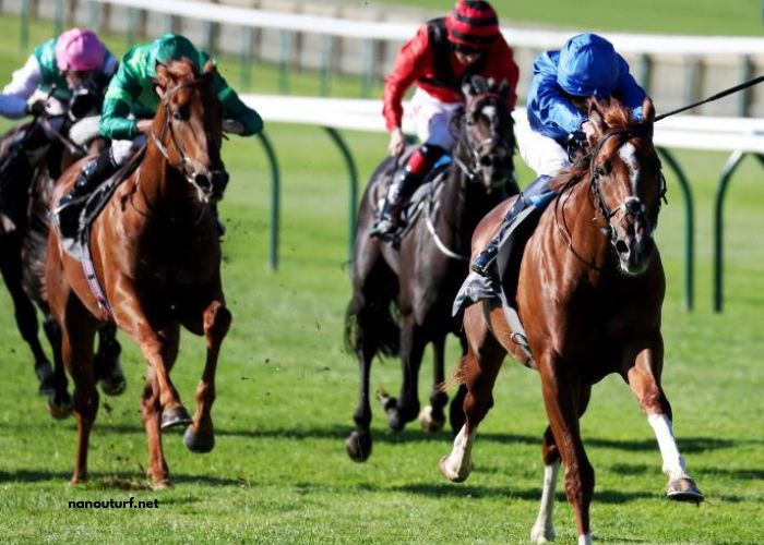 Les 5 Pions Turf